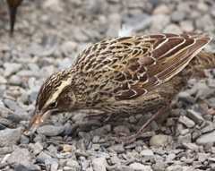 Meadowlark